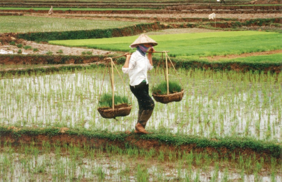 arroz_agua_salobra_china_02